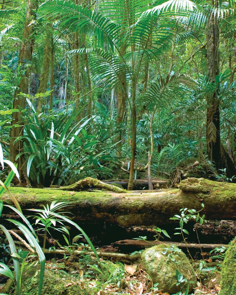 Copy of rainforest_7_med-1-edit